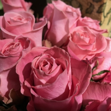 Ekvadorinės ex rūžavos rožės