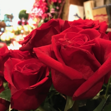 Ekvadorinės VIP raudonos rožės