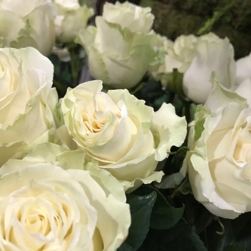 Ekvadorinės baltos rožės, maloniai kviapia.