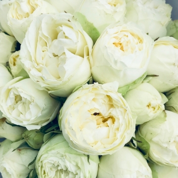 Pilnavidūrės, baltos rožės