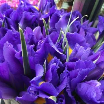 Irisai mėlynos spalvos