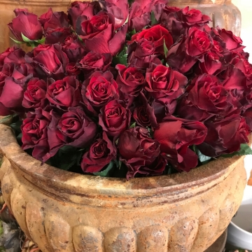 Bordo rožės