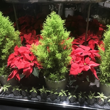 Augalai Kalėdų dekoravimui