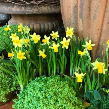 Daugiametės svogūninės gėlės Narcizai, puikiai tinka lauko vazonams loviams, gėlynams apželdinti ankstyvą pavasarį.
