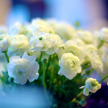 Gėlės vestuvėms balti vėdrynai